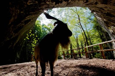 Macho cabrío en la entrada de la Cueva de Zugarramurdi
